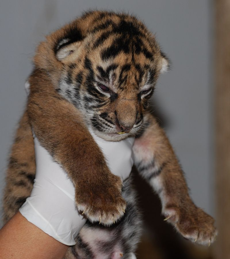 Illustration for article titled ZOMG BABY SUMATRAN TIGERS!!!